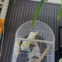 عروس هلندی لوتینو