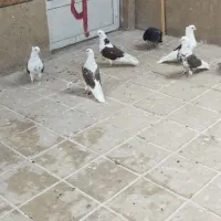کبوتر|پرنده|کاشان, دشت لتحر|دیوار
