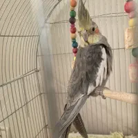 عروس هلندی|پرنده|کرج, کارخانه قند|دیوار