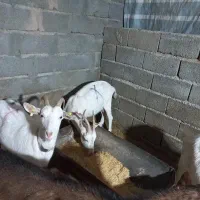 بز سانن|حیوانات مزرعه|بافت, |دیوار