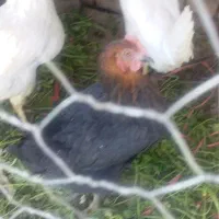 مرغ|حیوانات مزرعه|مبارکه, |دیوار