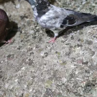 کفتر|پرنده|قشم, |دیوار