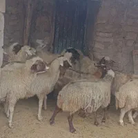 مالچه ۱۶عدد کمی سن دارن قیمت. ۲۵ملیون|حیوانات مزرعه|ماهیدشت, |دیوار