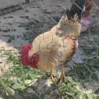 تعداد مرغ وجوجه ویک عدد خروس جهت فروش