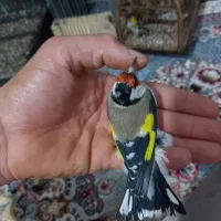 سهره درشت کردستان|پرنده|باوی, |دیوار