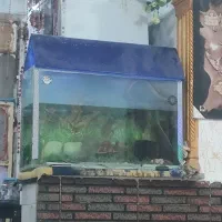 آکواریوم|ماهی|شادگان, |دیوار