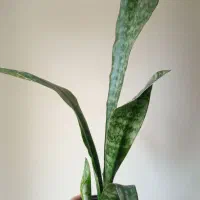 انواع گل آپارتمانی پتوس،الوئه ورا،سانسوریا،اگلونما