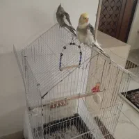 عروس هلندی|پرنده|رشت, توشیبا|دیوار