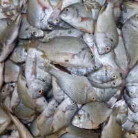 ماهی|ماهی|قشم, |دیوار