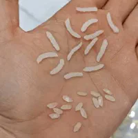 تخفیف باور نکردنی برنج چمپه کامفیروزی|خوردنی و آشامیدنی|کامفیروز, |دیوار