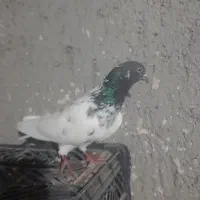 نرکله سبز گرفتنی|پرنده|زابل, |دیوار