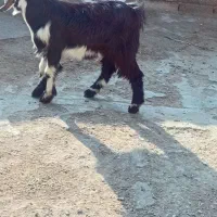 چهار راس بیگ چاق