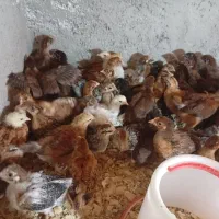 جوجه یک ماهه گلپایگان