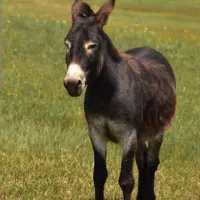 قیمت مقطوع 20میلیون تومان شماره تماس