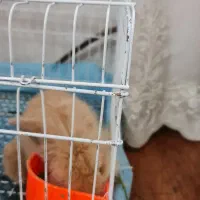 خرگوش|موش و خرگوش|مشهد, خرمشهر|دیوار