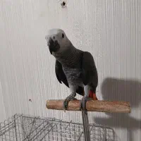 جوجه کاسکو متولد ۲۶شهریور .شاه تخم واقعی.۸۲روزشه|پرنده|اندیشه, اندیشه فاز ۱|دیوار