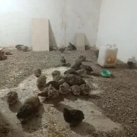 سی چهل عدد بلدرچین تازه به تخم اومدهسی|حیوانات مزرعه|بیرجند, |دیوار