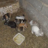 خرگوش فروشی کسی خاص پیوی