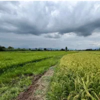 فروش-زمین-باغی