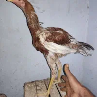 جوجه لاری اصل|حیوانات مزرعه|یزد, |دیوار