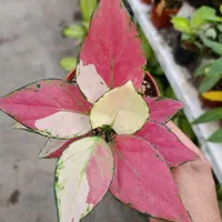 انواع آگلونما رنگی تخفیف به مناسبت روز مادر|گل و گیاه طبیعی|مشهد, کوی المهدی|دیوار