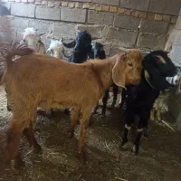 کهره نر|حیوانات مزرعه|داراب, |دیوار