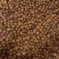 گردو و فندق درجه ۱ گیلان،یلاقی|خوردنی و آشامیدنی|قم, کلهری|دیوار