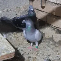 پلاکی