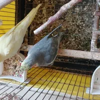 عروس هلندی جفت|پرنده|کرج, باغستان|دیوار