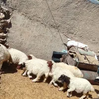 هشت عدد بره دوبری فروشی