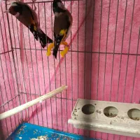 سهره نروماده یادوتانر|پرنده|اصفهان, عاشق‌آباد|دیوار