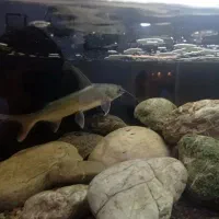 فروش ماهی آکواریومی