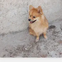 سگ پامرانین  پاکوتاه|سگ|سرپل ذهاب, |دیوار