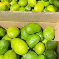 انبه کال موجوده