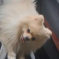 سگ بازیگوش و آپارتمانی پامرانین ،بولداگ|سگ|کاشمر, |دیوار