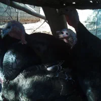 بوقلمون|حیوانات مزرعه|چمستان, |دیوار