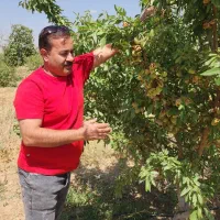 انواع نهال های پایه بذری و خارجی