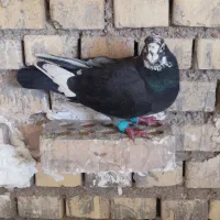 گرفتنی|پرنده|خرمشهر, |دیوار