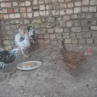 خروس گلین کبوتر با جوجه|حیوانات مزرعه|قم, آزادگان|دیوار