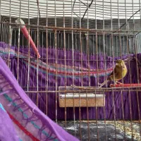 قناری|پرنده|یزد, |دیوار