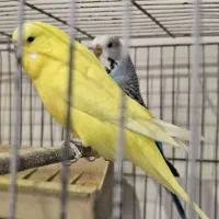 مرغ عشق انگلیسی|پرنده|کرج, باغستان|دیوار