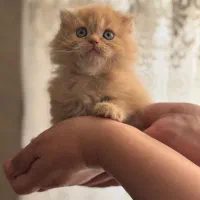 پرشین و اسکاتیش|گربه|شیراز, حافظیه|دیوار