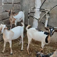 چند عدد کهره نریی چاق بفروش میرسد