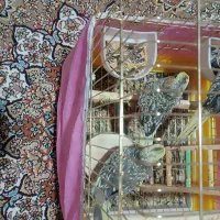 عروس هلندی 2ماهه|پرنده|بانه, |دیوار