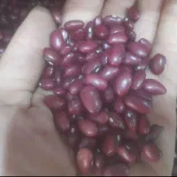 لوبیا قرمز|خوردنی و آشامیدنی|تهران, دکتر هوشیار|دیوار