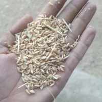 یک تن گندم به حال خود فروشی|عمده‌فروشی|شیراز, پودنک|دیوار