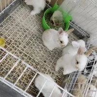 خرگوش