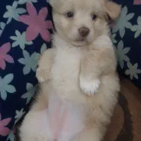 واگزاری طوله ماده اشپیتز|سگ|رشت, هلال احمر|دیوار