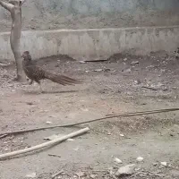 پرنده زیبا|پرنده|مینودشت, |دیوار