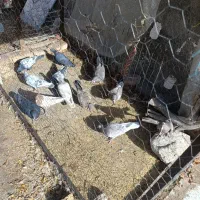 کفتر کبوتر|پرنده|سیرجان, |دیوار